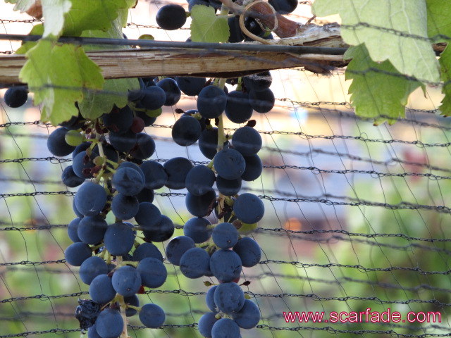 grape 0324